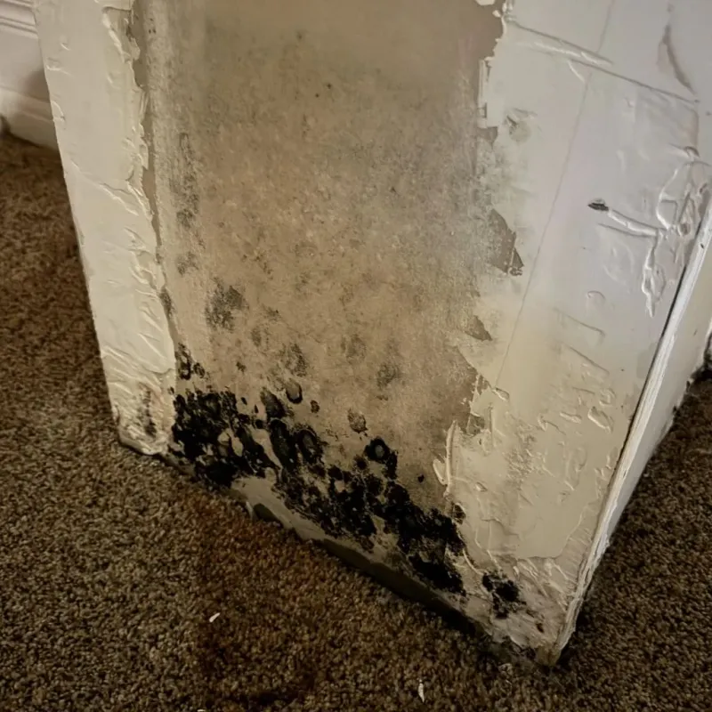 Professional Mold Removal in Saint Charles, MI